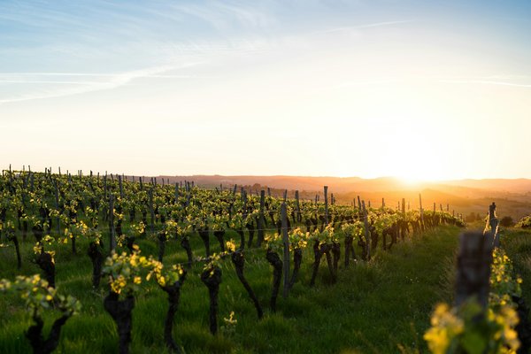 Peut-on organiser une croisière axée sur la découverte des vins bio dans les vignobles européens?
