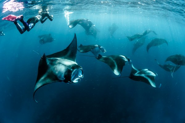 Quels sont les meilleurs spots pour la plongée avec les raies manta aux Maldives?